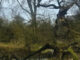 Oak tree on riverbank by Sophia Hayes