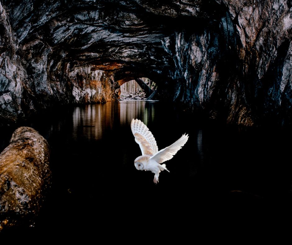 Animal Kingdon & Water